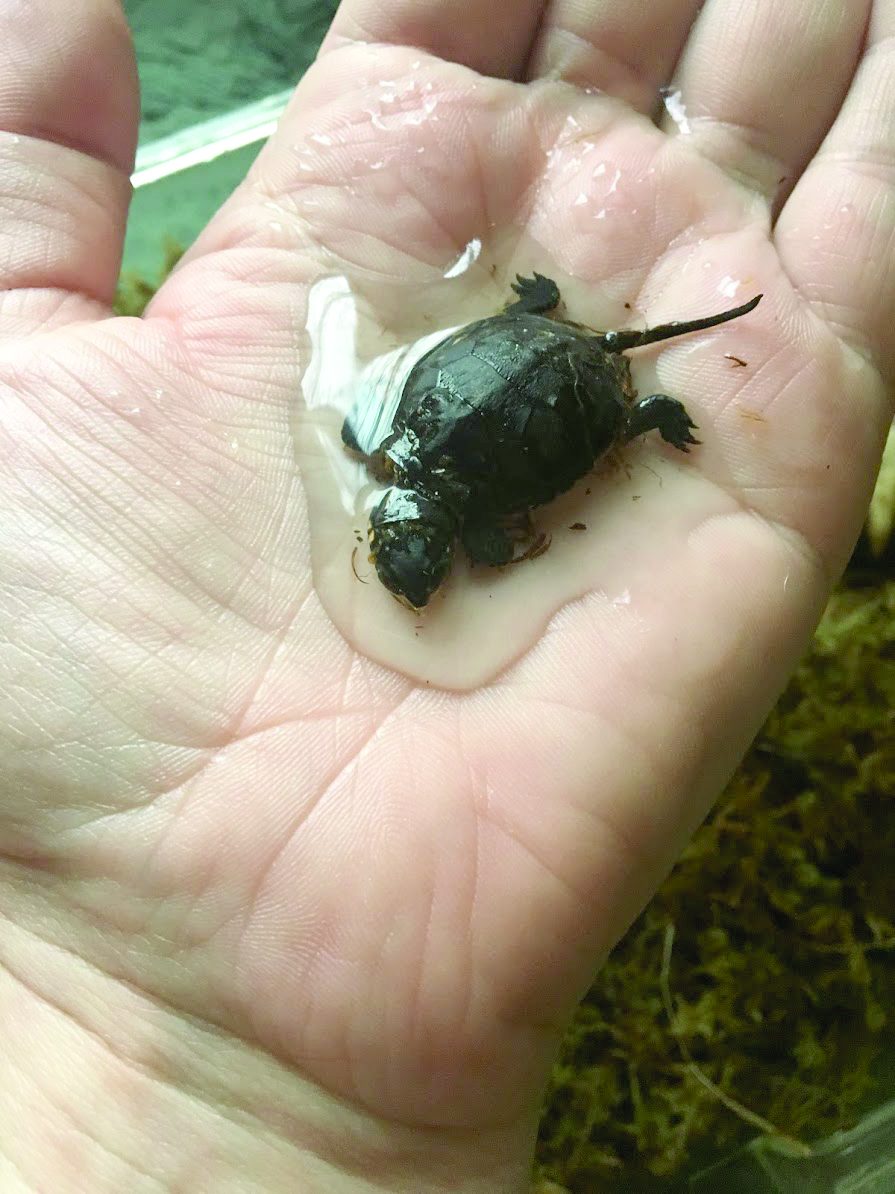 Rev. Dottie Yunger introduces a baby turtle to water and the turtle introduces her to wonder.